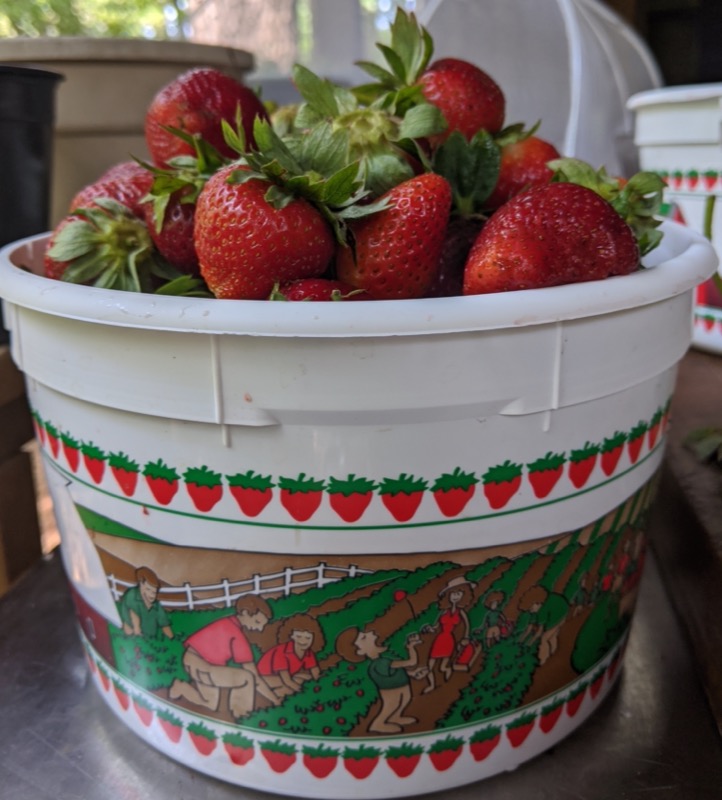 Image of a pick-your-own bucket full of strawberries