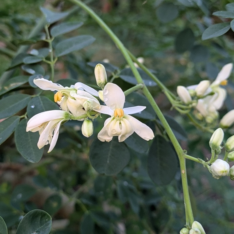 Moringa flowers at dawn, December 2024