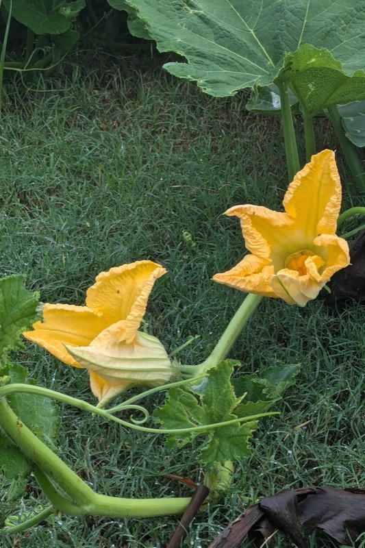 Pumpkin flowers spreading at Our Garden at Ferry Place